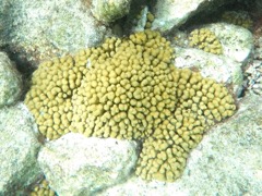 Eight Ray Star Coral